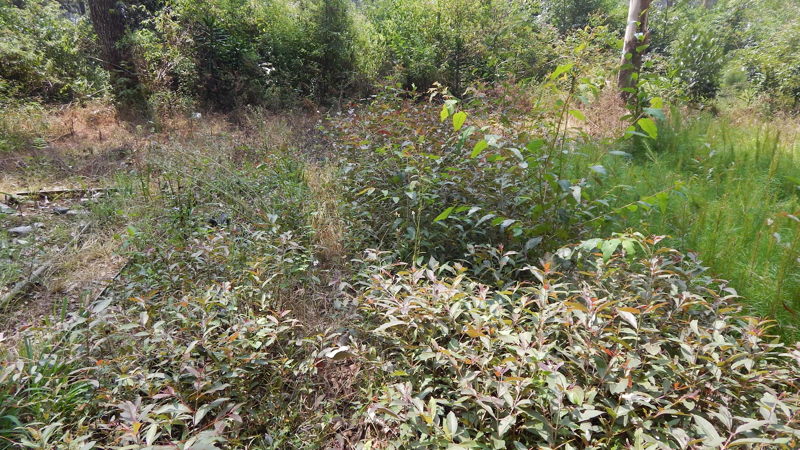 DSCN8111.JPG