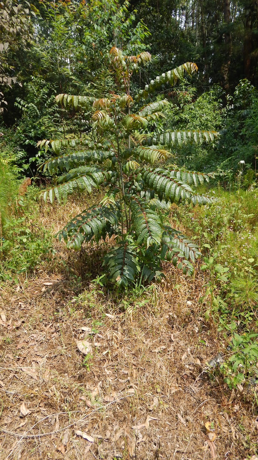 DSCN8128.JPG
