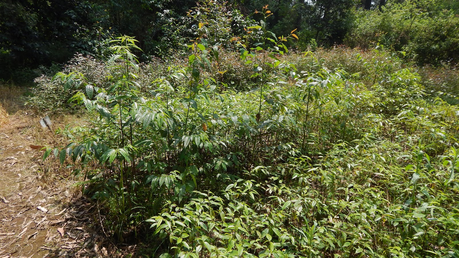 DSCN8112.JPG