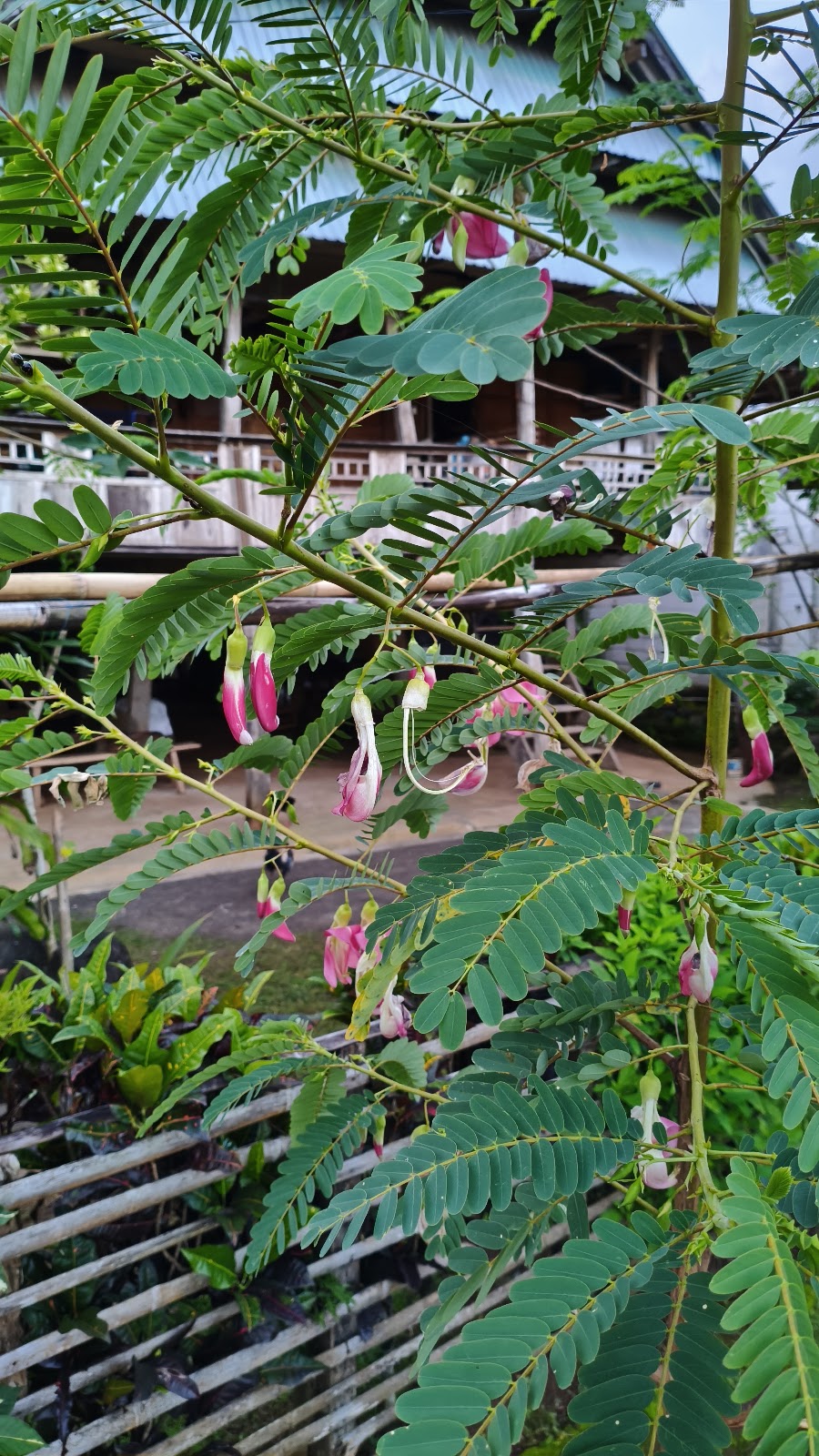 MVIMG_20250721_061127.jpg