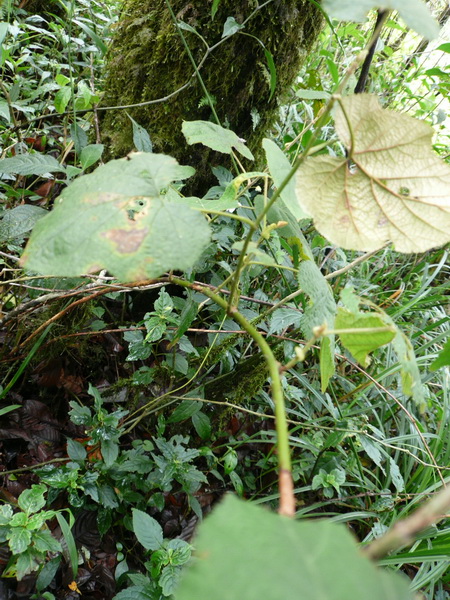 P1040719.JPG