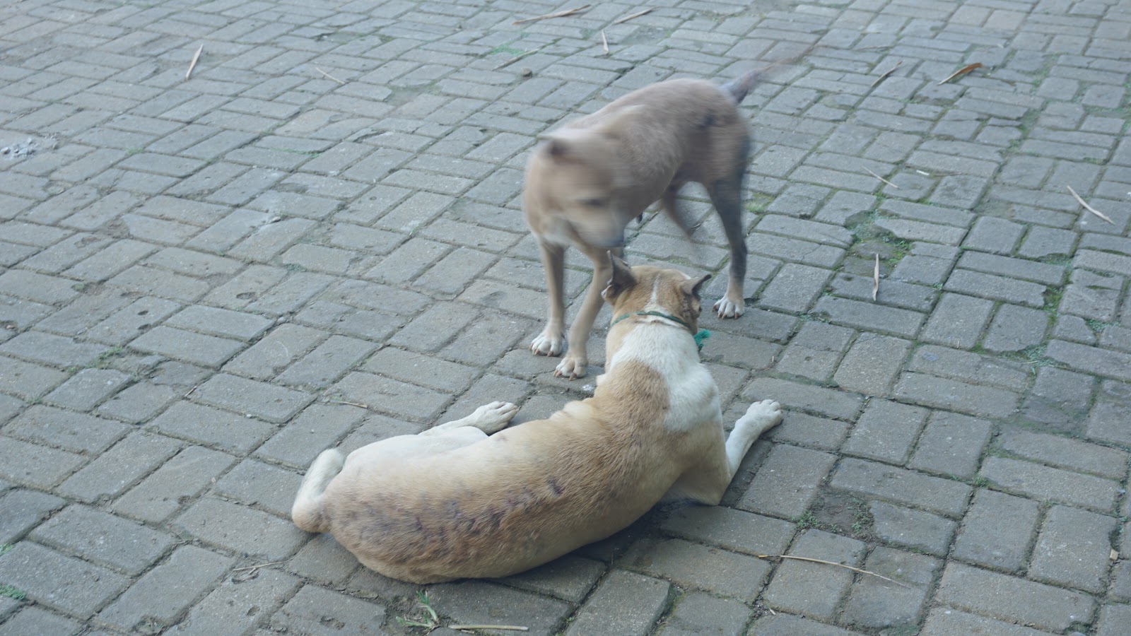 DSC02925.JPG