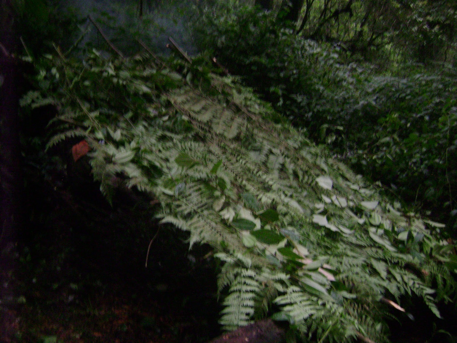 DSC00069.JPG