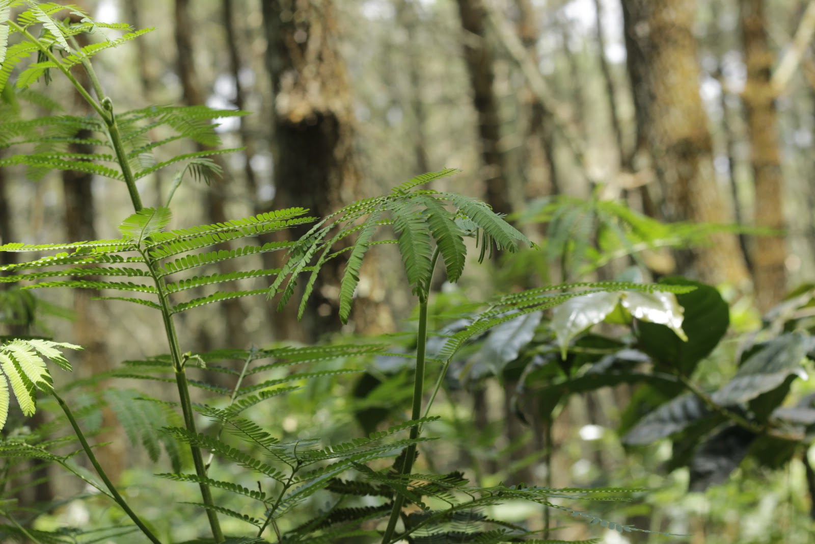 _MG_5509.JPG