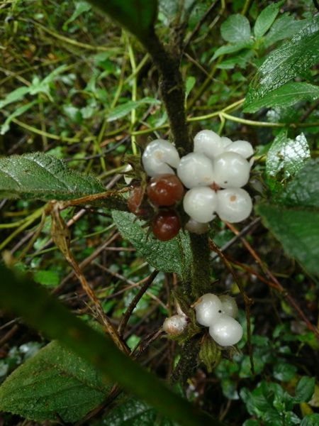 P1040709.JPG
