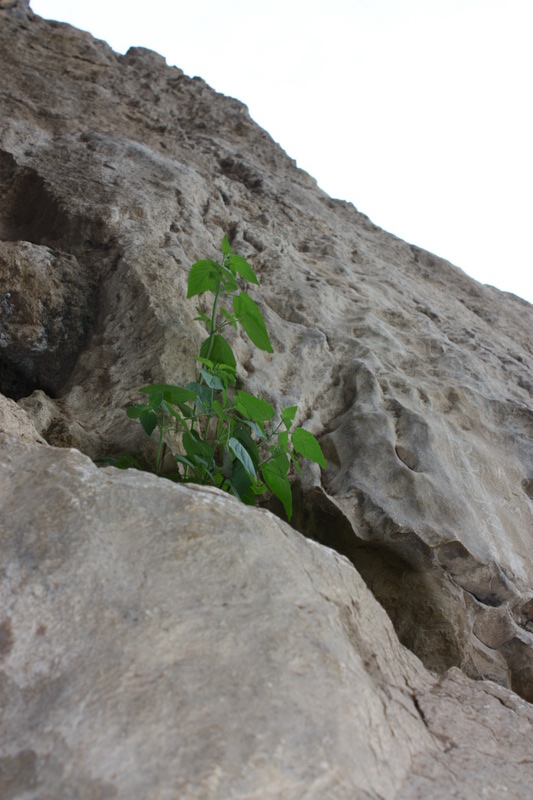 IMG_6352.JPG