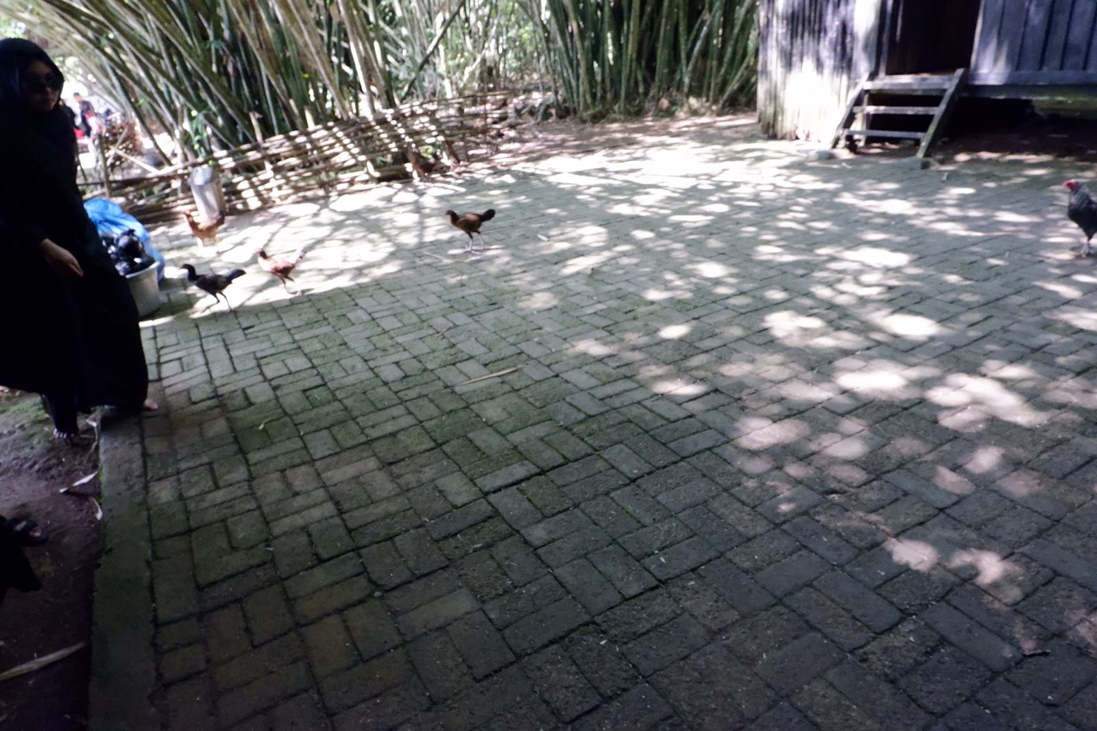 DSCF2138.JPG