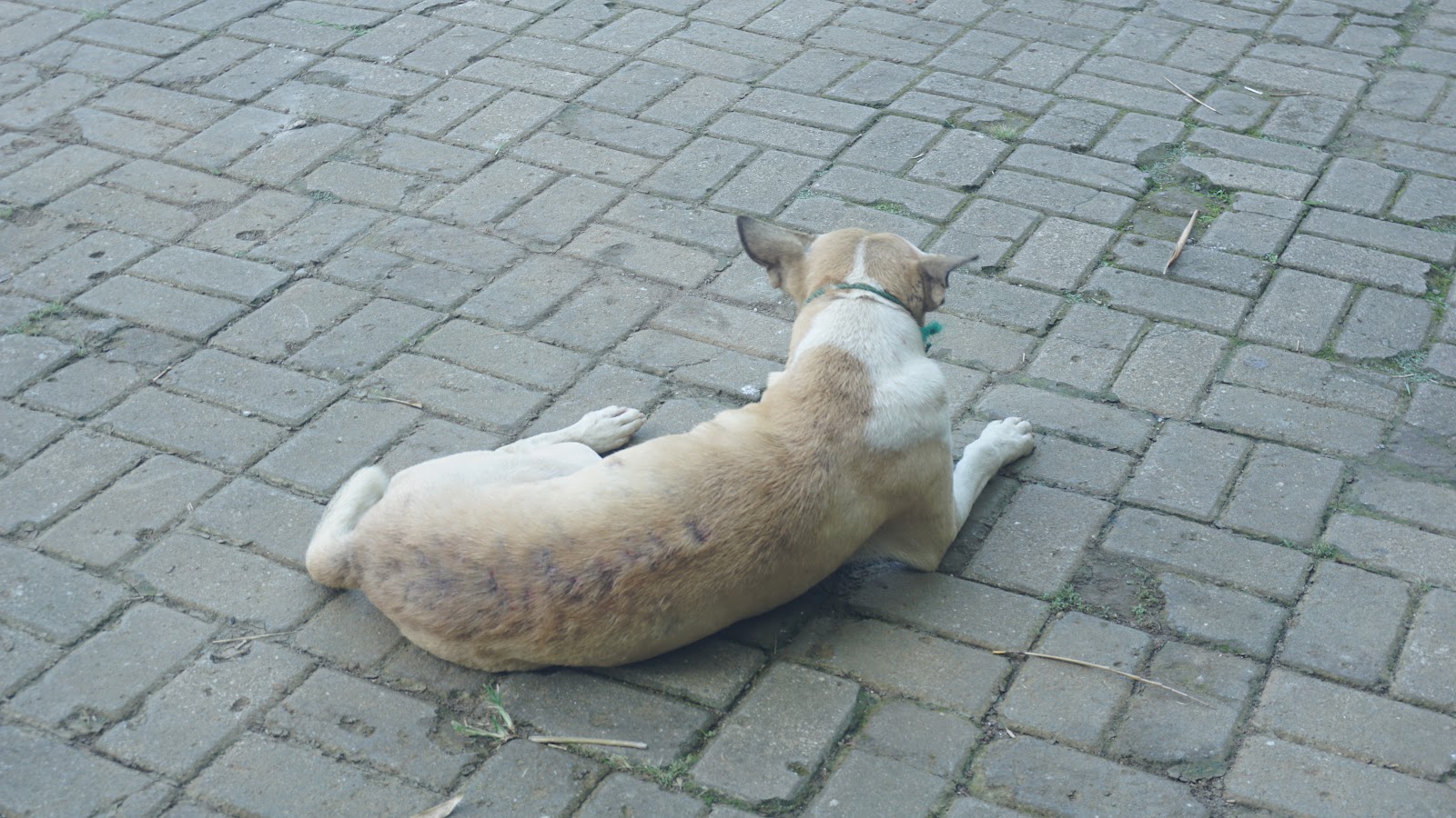 DSC02921.JPG