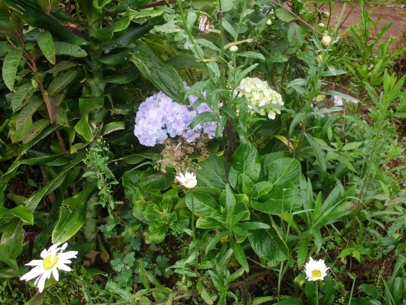 CIMG7244.JPG
