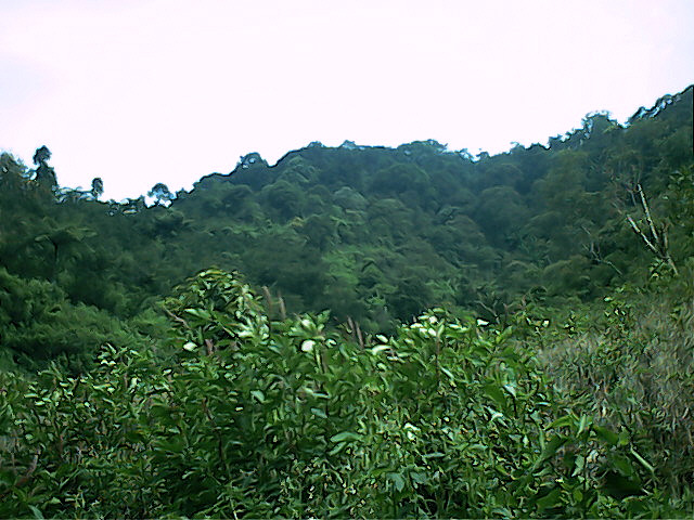 Survey PenDas KF Gunung Hutan - 045.jpg