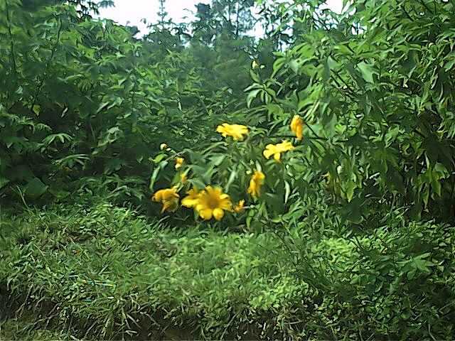 Survey PenDas KF Gunung Hutan - 058.jpg