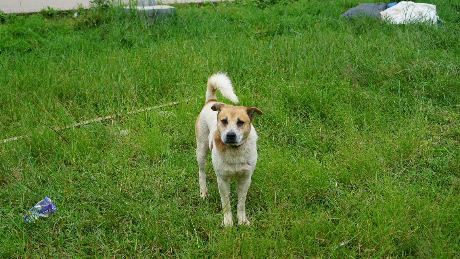 DSC09912.JPG