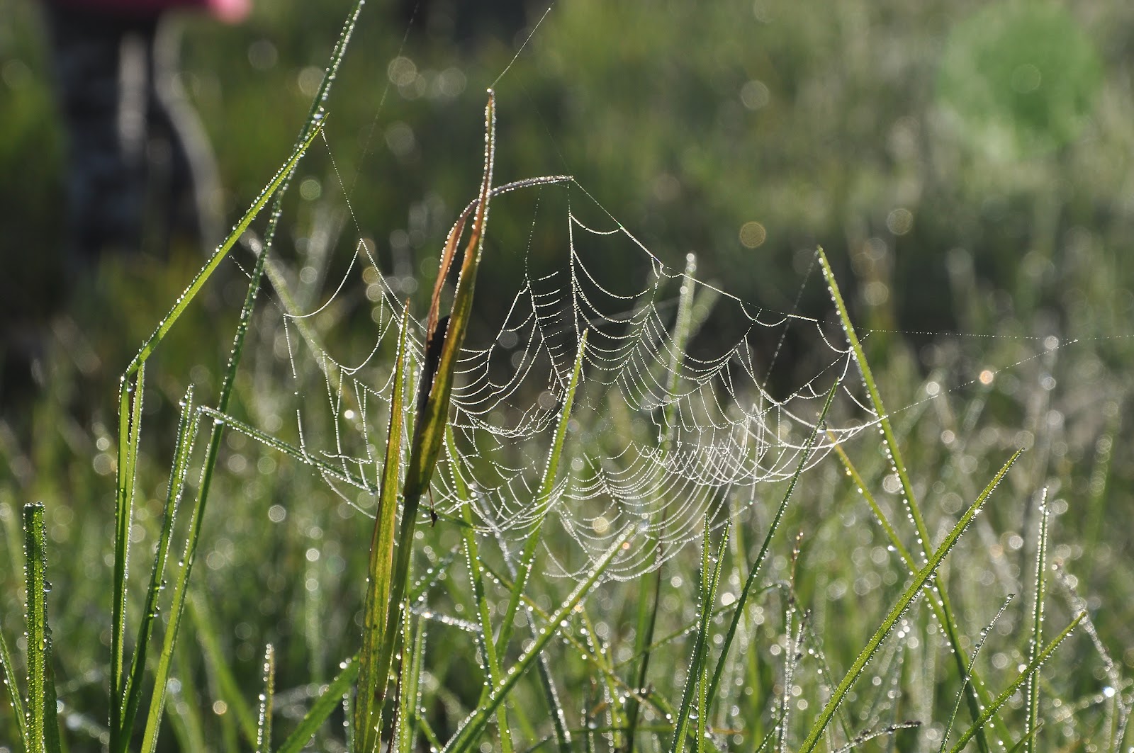 DSC_0375.JPG
