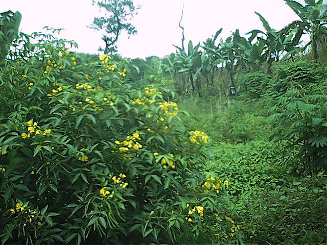 Survey PenDas KF Gunung Hutan - 055.jpg