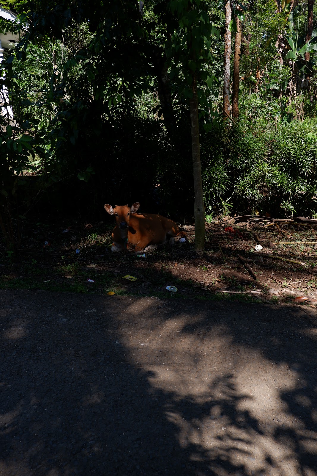 DSCF2123.JPG