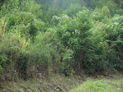 DSCN0474.JPG