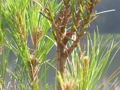 DSCN7303.JPG