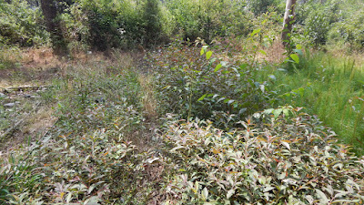 DSCN8111.JPG