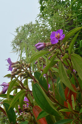 DSC_0020.JPG