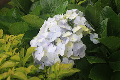 IMG_8955.JPG