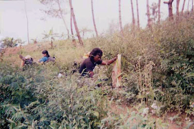 cobek proyek gagal.jpg