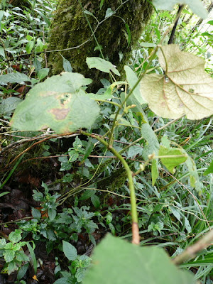 P1040719.JPG