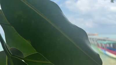 IMG_5091.MOV