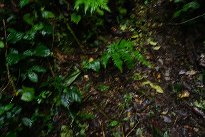 DSC08011.JPG