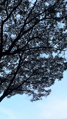 IMG_6387.MOV