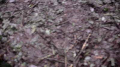DSC_0439.MOV