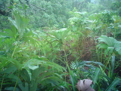 DSC01370.JPG
