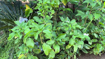 IMG_5127.MOV