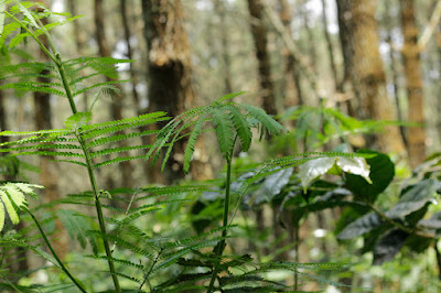 _MG_5509.JPG