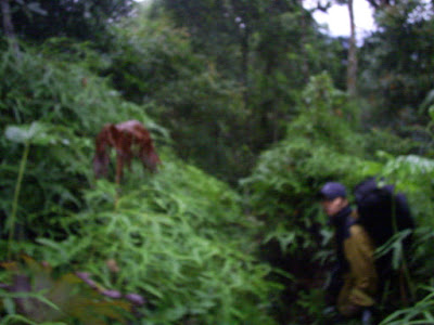 Survey PDA XIV Gunung Hutan dan SAR - 019.JPG