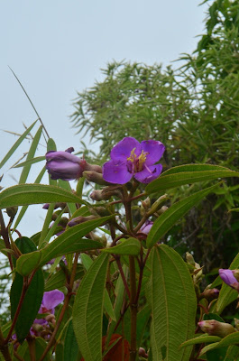 DSC_0018.JPG