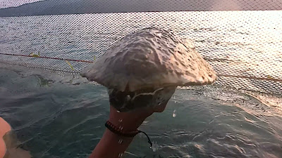BP5AE3SENR0017.mp4