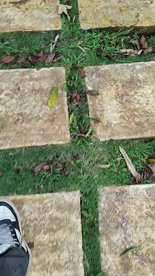 Copy of VID_20241117_133031.mp4