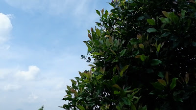 DSCF6471.MOV