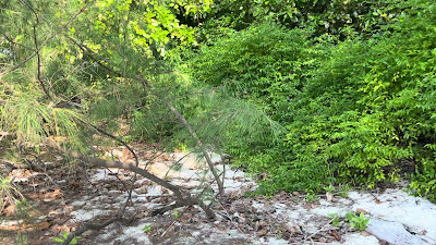 IMG_2843.MOV