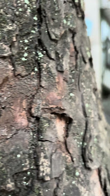 IMG_0169.MOV