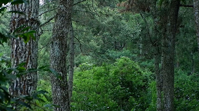 DSCF6472.MOV