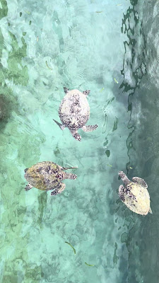IMG_2954.MOV