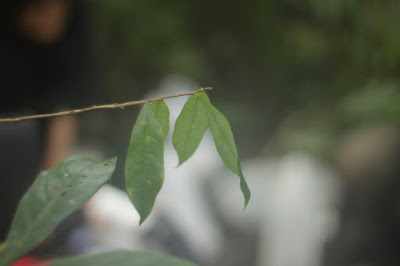 _MG_5543.JPG