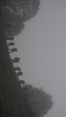 DSC08894.JPG