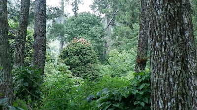 DSCF6474.MOV