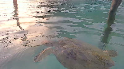 BP5AE3SENR0015.mp4