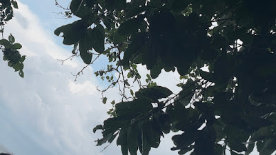 IMG_5188.jpg